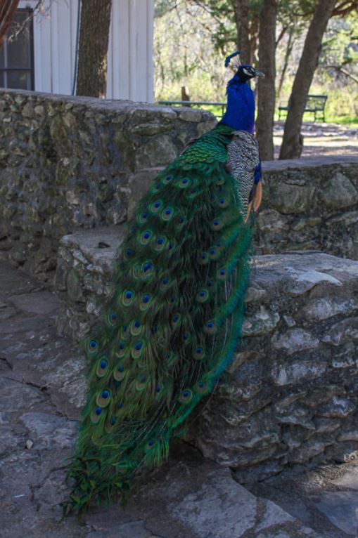 Mayfield park peacock